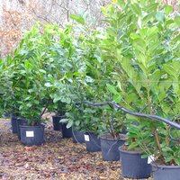 Prunus lau. Rotundifolia