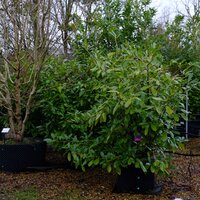 Prunus lau. Rotundifolia