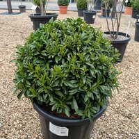 Prunus laurocerasus Sofia