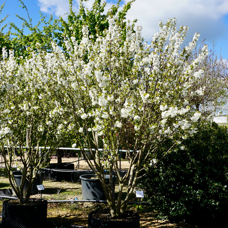 Prunus x gon. Schnee - image 1