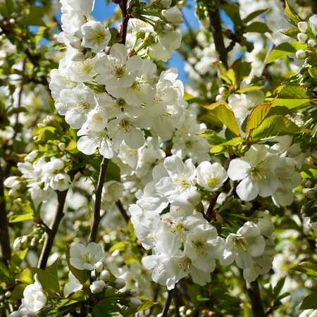 Prunus x gon. Schnee - image 2