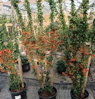 Pyracantha Saphyr Orange