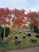 Pyrus calleryana Chanticleer
