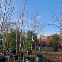 Pyrus calleryana Chanticleer