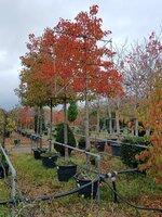 Pyrus calleryana Chanticleer