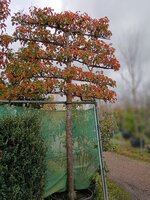 Pyrus calleryana Chanticleer