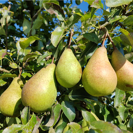 Pyrus communis Mixed | Order online @ Tendercare