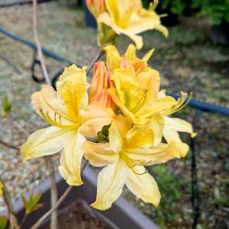 Rhododendron Anneke