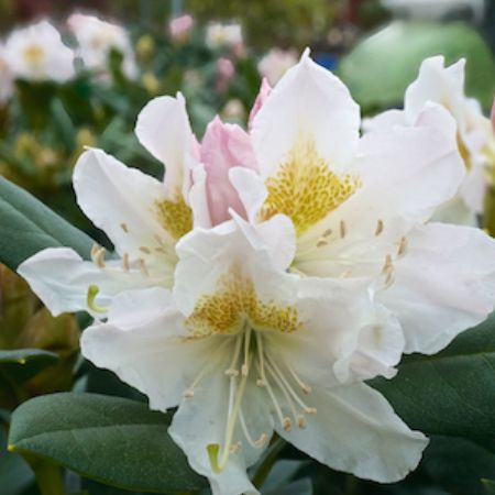 Rhododendron Cunninghams White - image 1