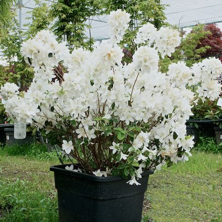 Rhododendron japonica White