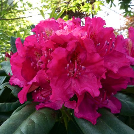 Rhododendron Pearces American Bty
