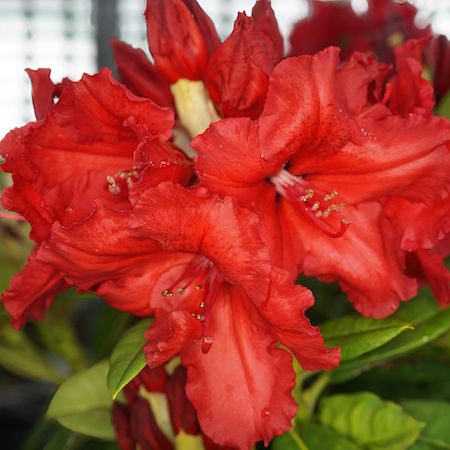 Rhododendron Red Jack - image 1