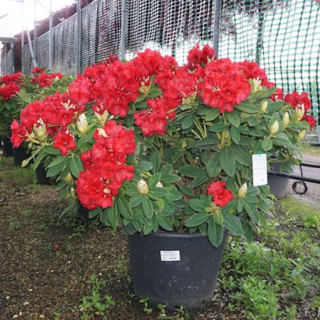 Rhododendron Red Jack - image 2