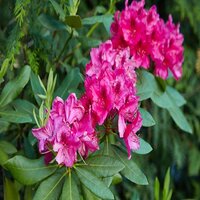 Rhododendron Rose King