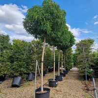 Robinia pse. Umbraculifera