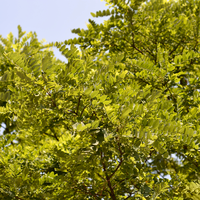 Robinia pse. Umbraculifera | Order online @ Tendercare UK