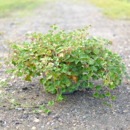 Rubus Betty Ashburner