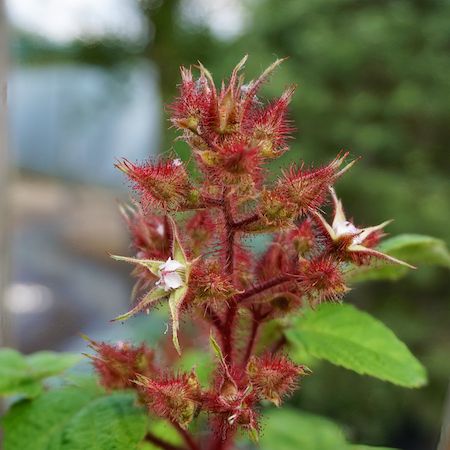Rubus phoenicolasius - image 2