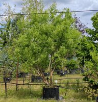 Salix babylonica tortuosa