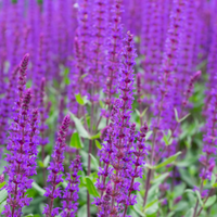 Salvia nemorosa caradonna | Tendercare