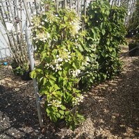 Schizophragma hyd. Angel Wings