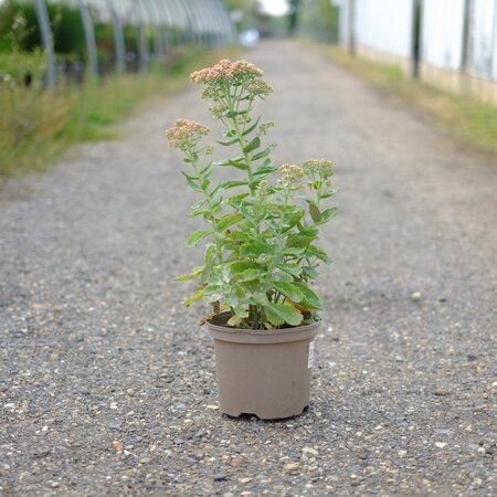 Sedum Herbstfreude