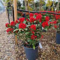 Skimmia jap. Pabella