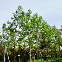 Sorbus auc. Rossica Major