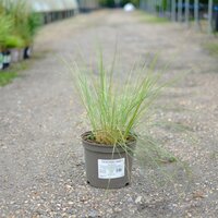 Stipa gigantea