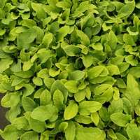 Symphytum ibe. Wisley Blue