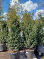 Taxus baccata | Order online @ Tendercare