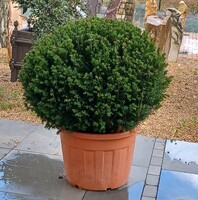 Taxus baccata