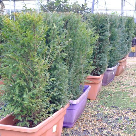 Taxus baccata