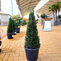 Taxus baccata