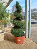 Taxus baccata
