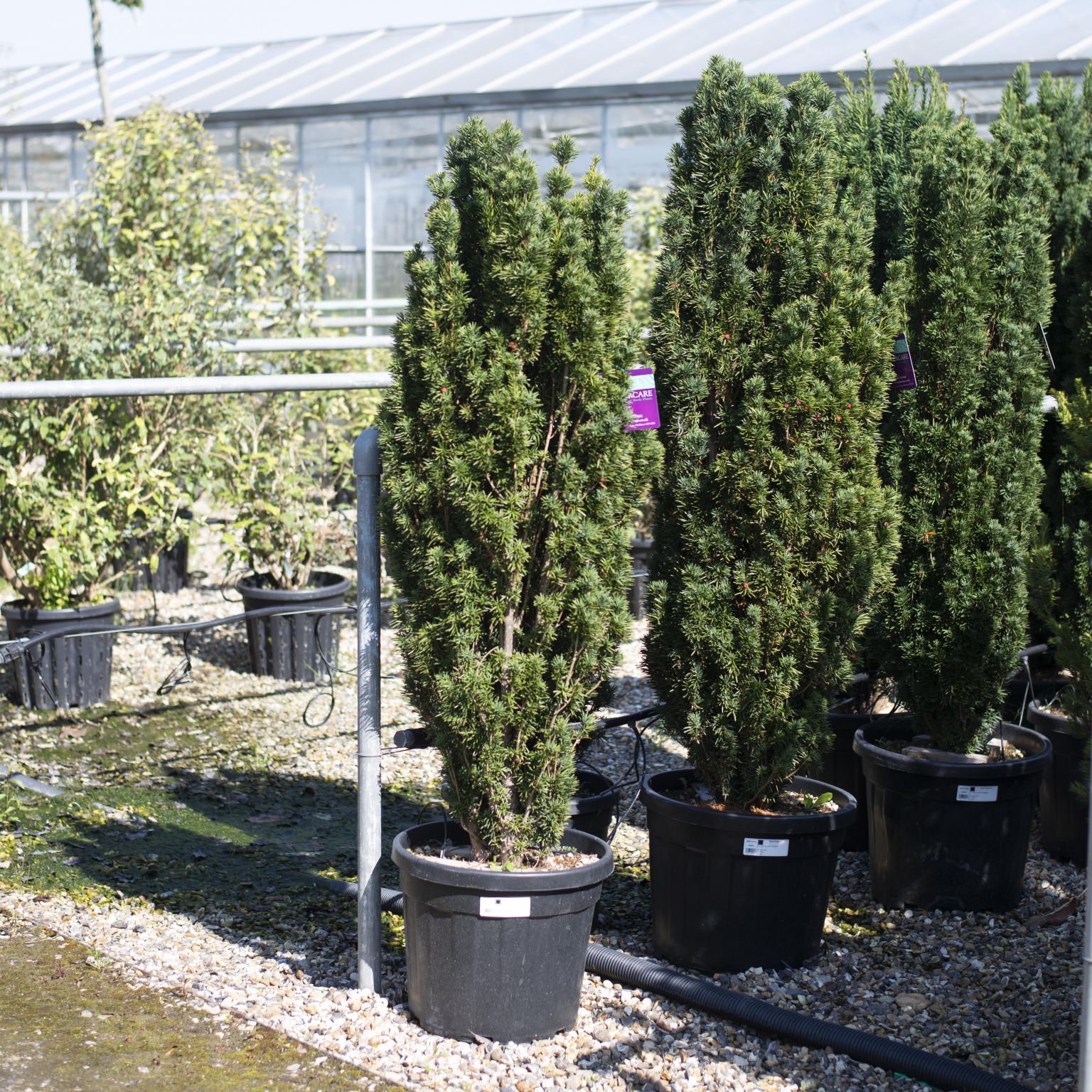 Taxus baccata Fastigiata - Tendercare