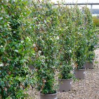 Trachelospermum jasminoides