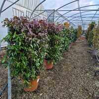 Trachelospermum jasminoides