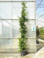 Trachelospermum jasminoides