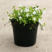 Vinca min. Alba Gertrude Jekyll