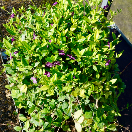 Vinca minor Atropurpurea