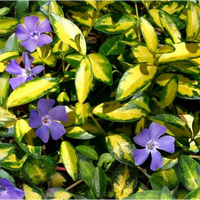 Vinca minor Blue and Gold | Tendercare