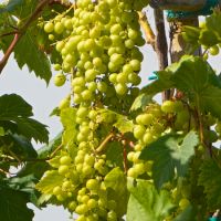 Vitis vinifera