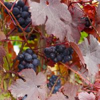 Vitis vinifera Purpurea - image 1