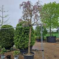 standard Wisteria Pink