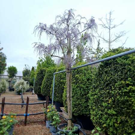 Wisteria Purple