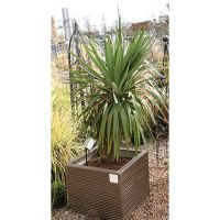 Yucca gloriosa